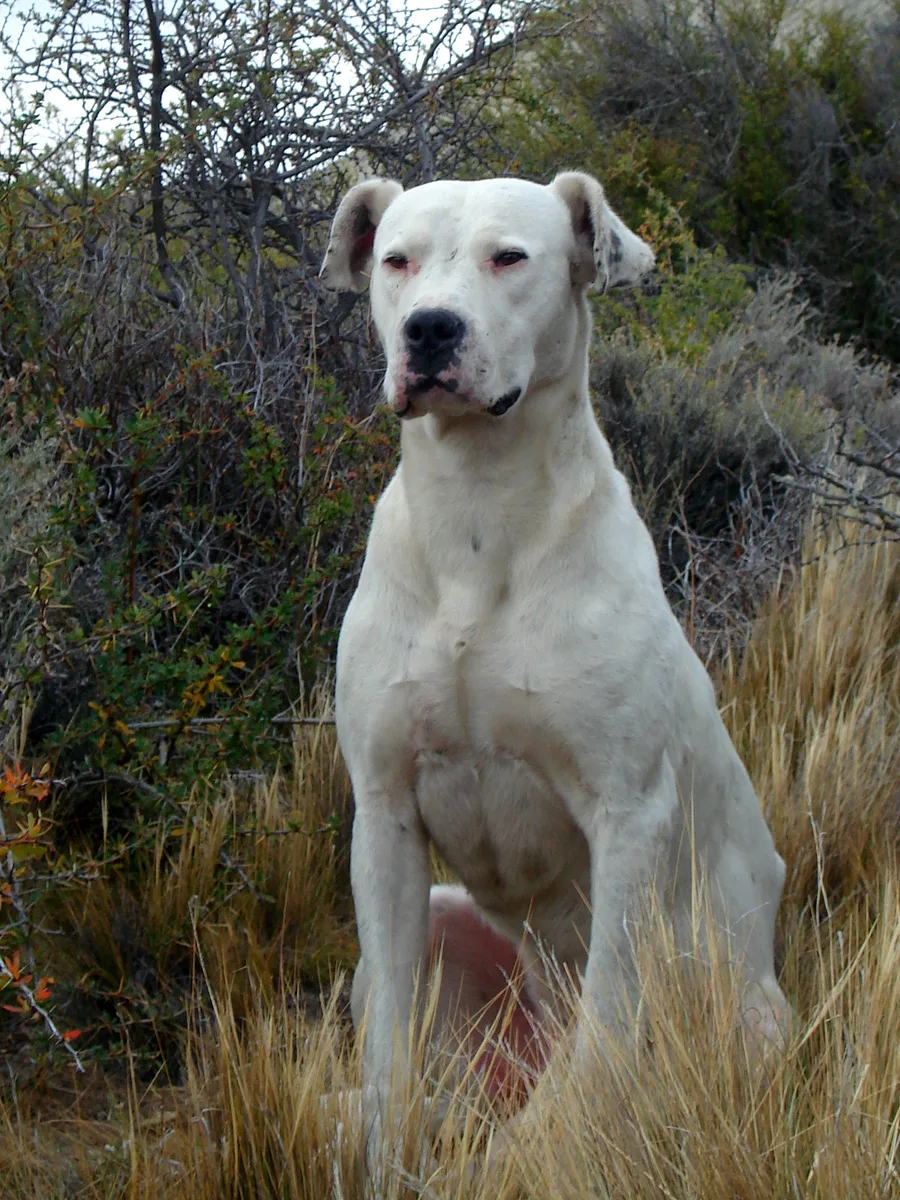Dogo Argentino dog, photographed by Ricardo Martins from Gent, Belgium
