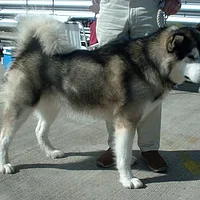 Alaskan Malamute