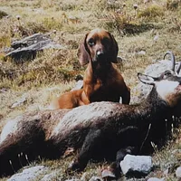 Hanoverian Scenthound