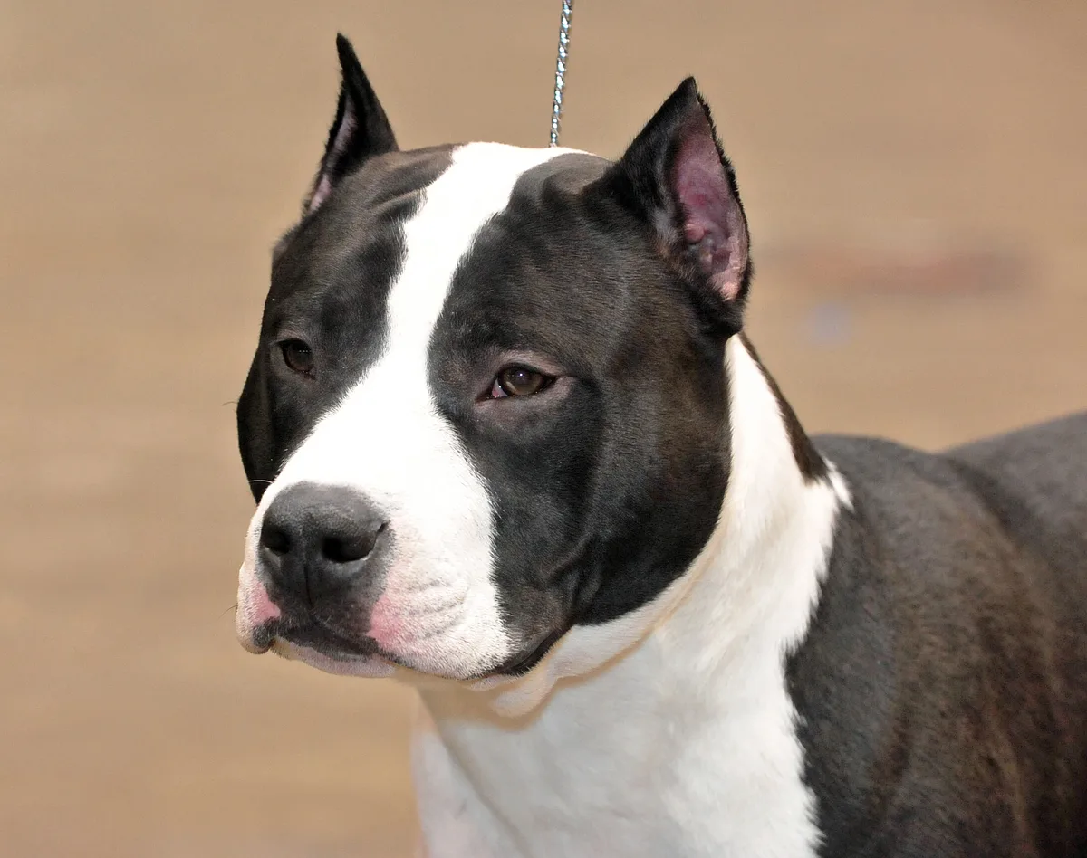 American Staffordshire Terrier dog, photographed by State Farm