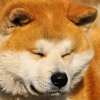 Japanese Akitainu, picture 5 of 7