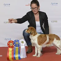 Nederlandse Kooikerhondje, picture 7 of 9