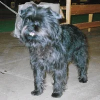 Affenpinscher, picture 6 of 9