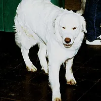 Kuvasz, picture 7 of 9
