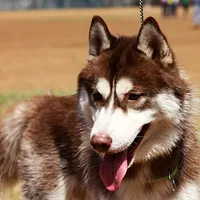Siberian Husky