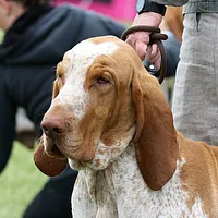 Bracco Italiano