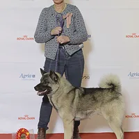 Norwegian Elkhound, picture 9 of 10