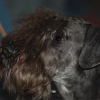 Cesky Terrier, picture 4 of 9