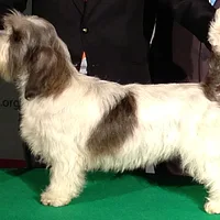 Petit Basset Griffon Vendéen, picture 6 of 9