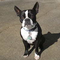 Boston Terrier, picture 4 of 9