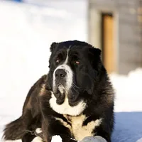 Central Asian Shepherd Dog
