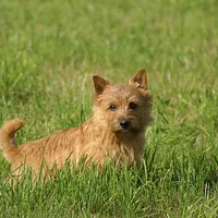 Norwich Terrier, picture 2 of 10