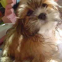Lhasa Apso