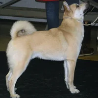 Norwegian Buhund, picture 7 of 10