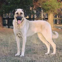 Anatolian Shepherd Dog, picture 2 of 9