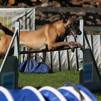 Belgian Malinois, picture 4 of 8