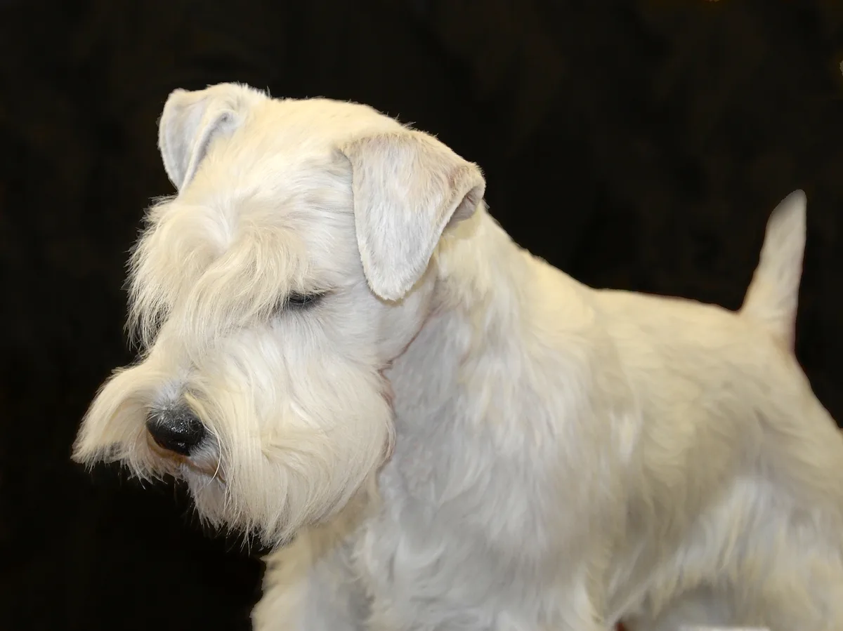 Sealyham Terrier dog, photographed by Ettore Balocchi