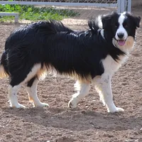 Border Collie, picture 3 of 9