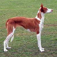 A Ibizan Hound dog