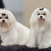 Maltese