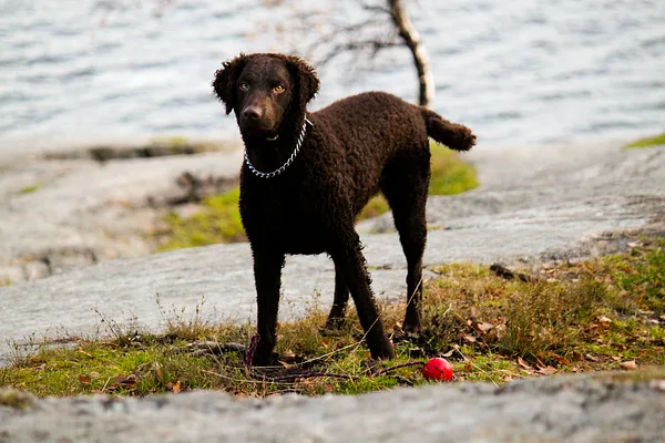 A Curly-Coated Retriever