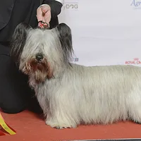 Skye Terrier, picture 4 of 5