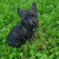 Cairn Terrier, picture 7 of 9