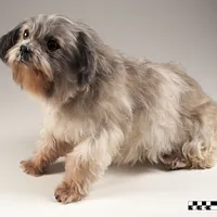 Lhasa Apso, picture 3 of 9