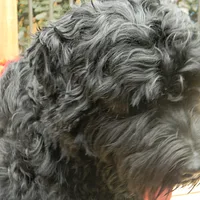 Black Russian Terrier