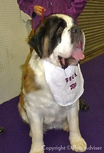 A Saint Bernard
