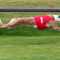 Greyhound, picture 7 of 8
