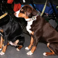 Appenzeller Sennenhund, picture 10 of 10