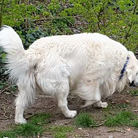Great Pyrenees, picture 9 of 10