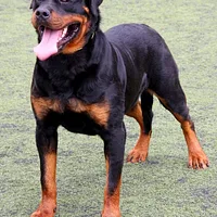 Rottweiler