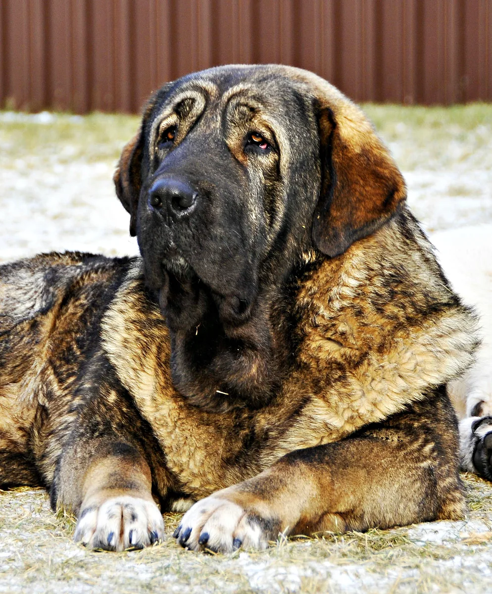 Spanish Mastiff dog, photographed by Bg.dog