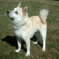 Norwegian Buhund, picture 2 of 10