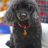 Poodle (Standard), picture 2 of 9
