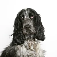 Field Spaniel