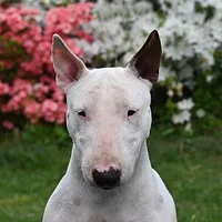 Miniature Bull Terrier, picture 5 of 9