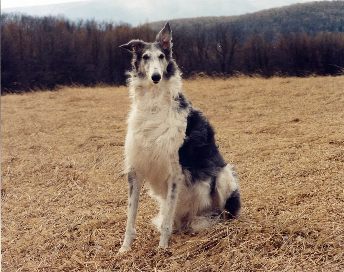 Borzoi