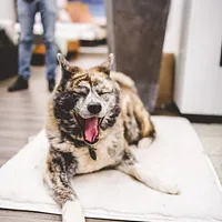 Japanese Akitainu
