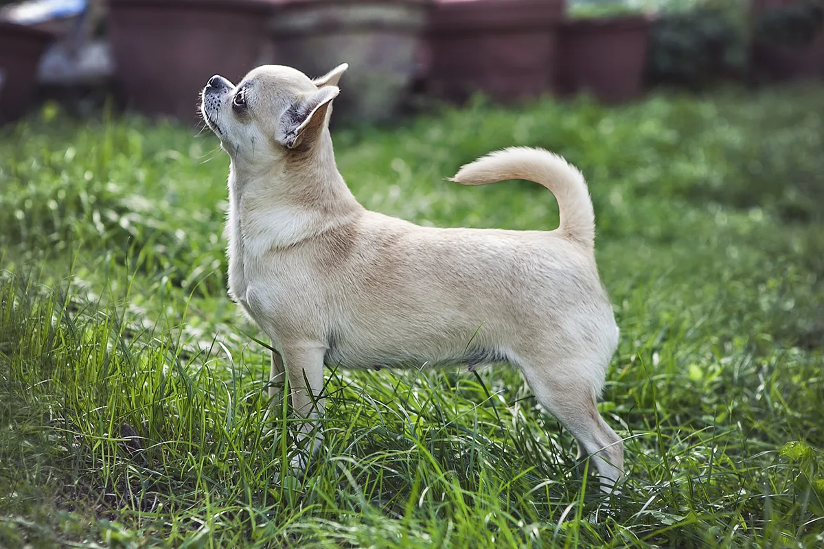 Chihuahua dog, photographed by Caterinarufo