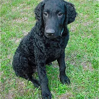 Curly-Coated Retriever
