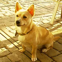 Portuguese Podengo Pequeno, picture 7 of 9