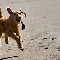 Lakeland Terrier
