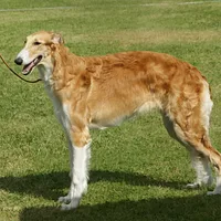 Borzoi, picture 4 of 9
