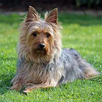 Australian Terrier