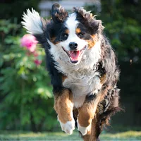 Bernese Mountain Dog, picture 7 of 10