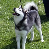 Alaskan Klee Kai