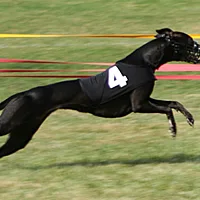 Whippet, picture 4 of 8